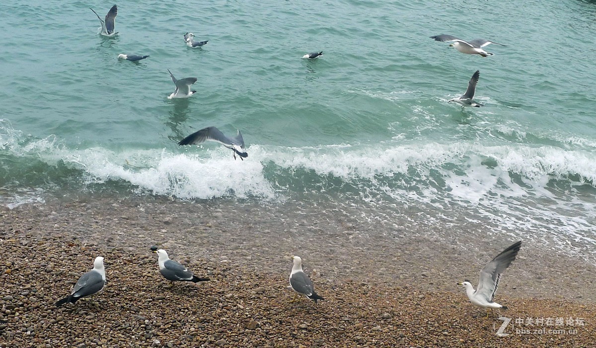 海驴岛上鸥戏人