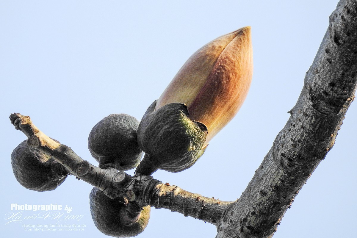 木棉树开花结果！