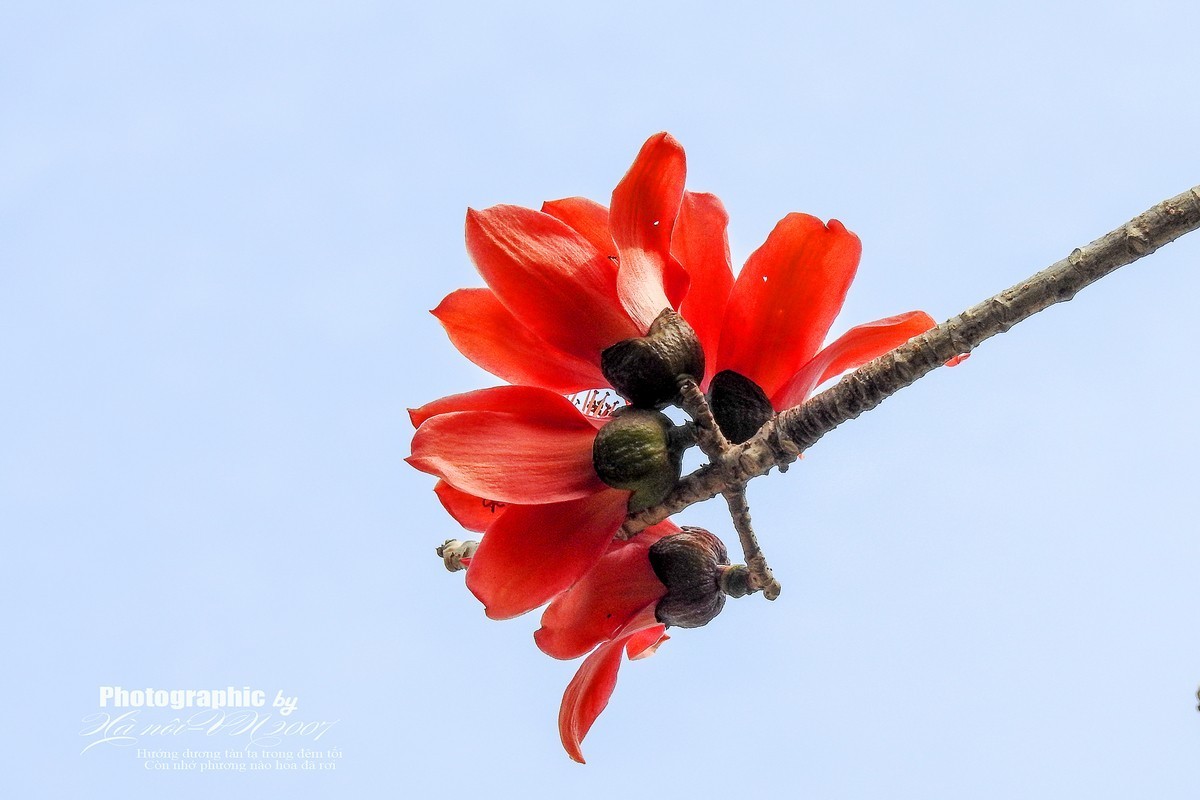 木棉树开花结果！