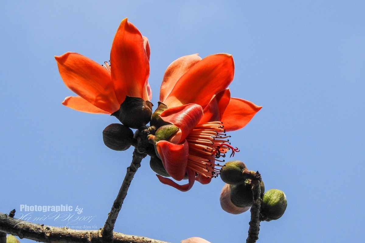 木棉树开花结果！