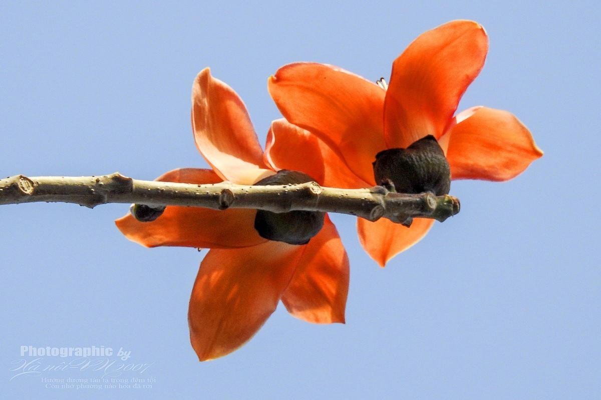 木棉树开花结果！