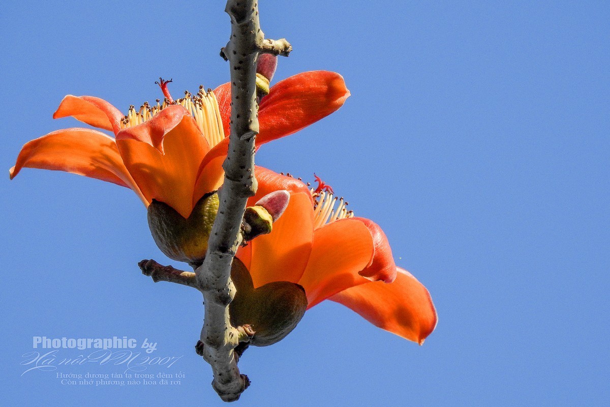 木棉树开花结果！