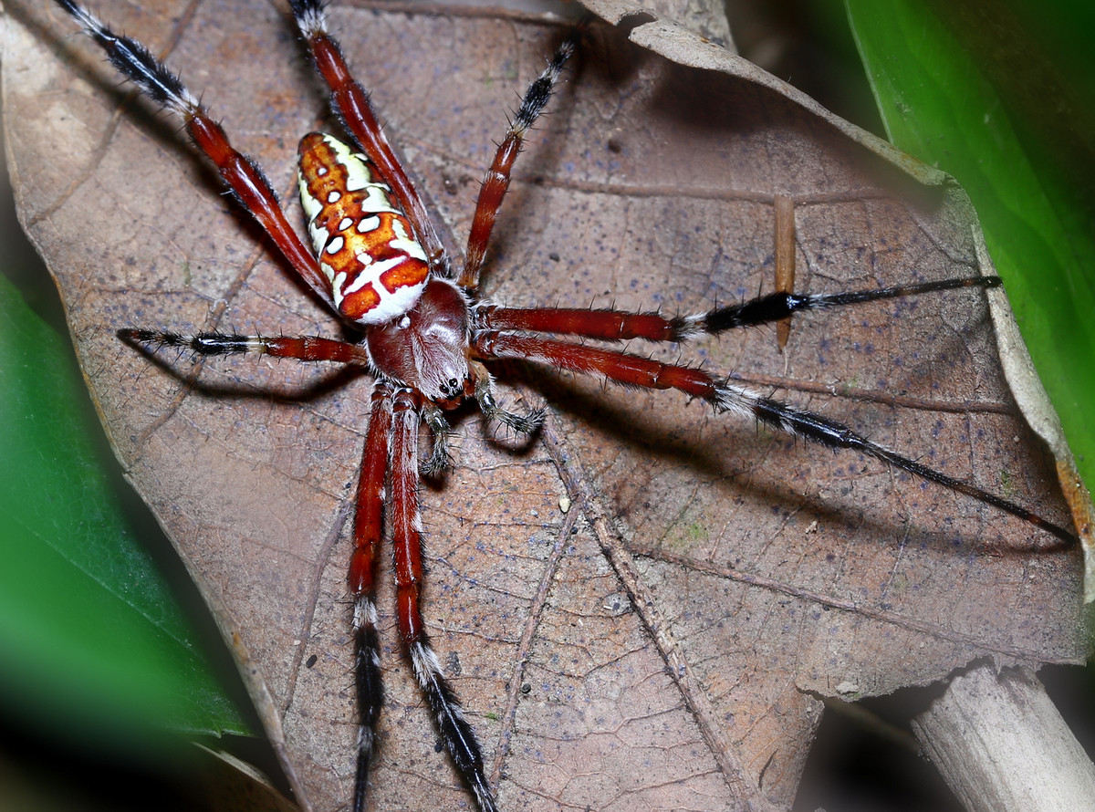 懂外文的悦目金蛛