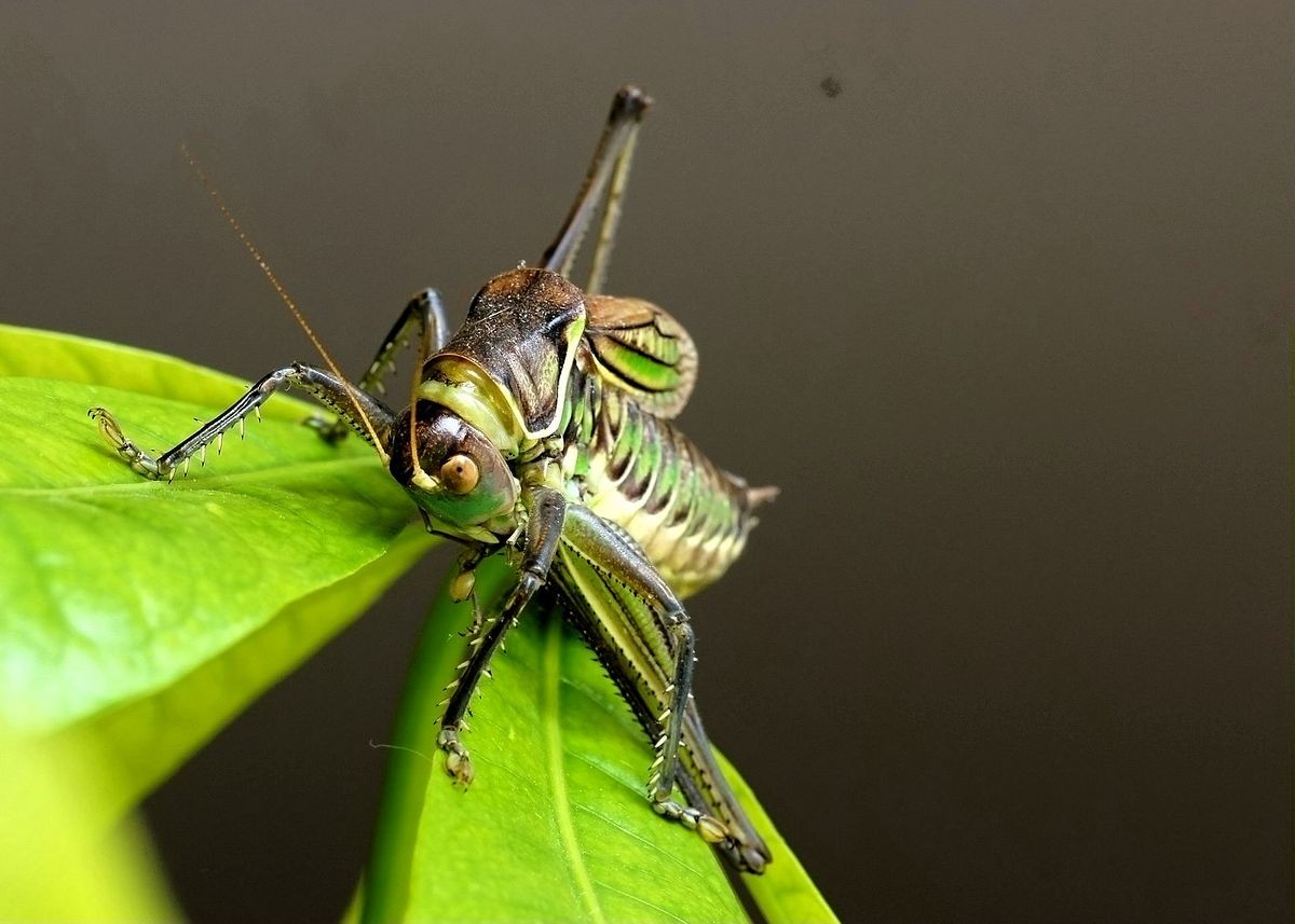 蝈蝈-中关村在线摄影论坛