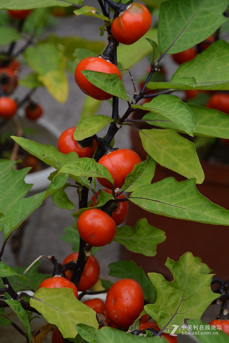 观赏茄子