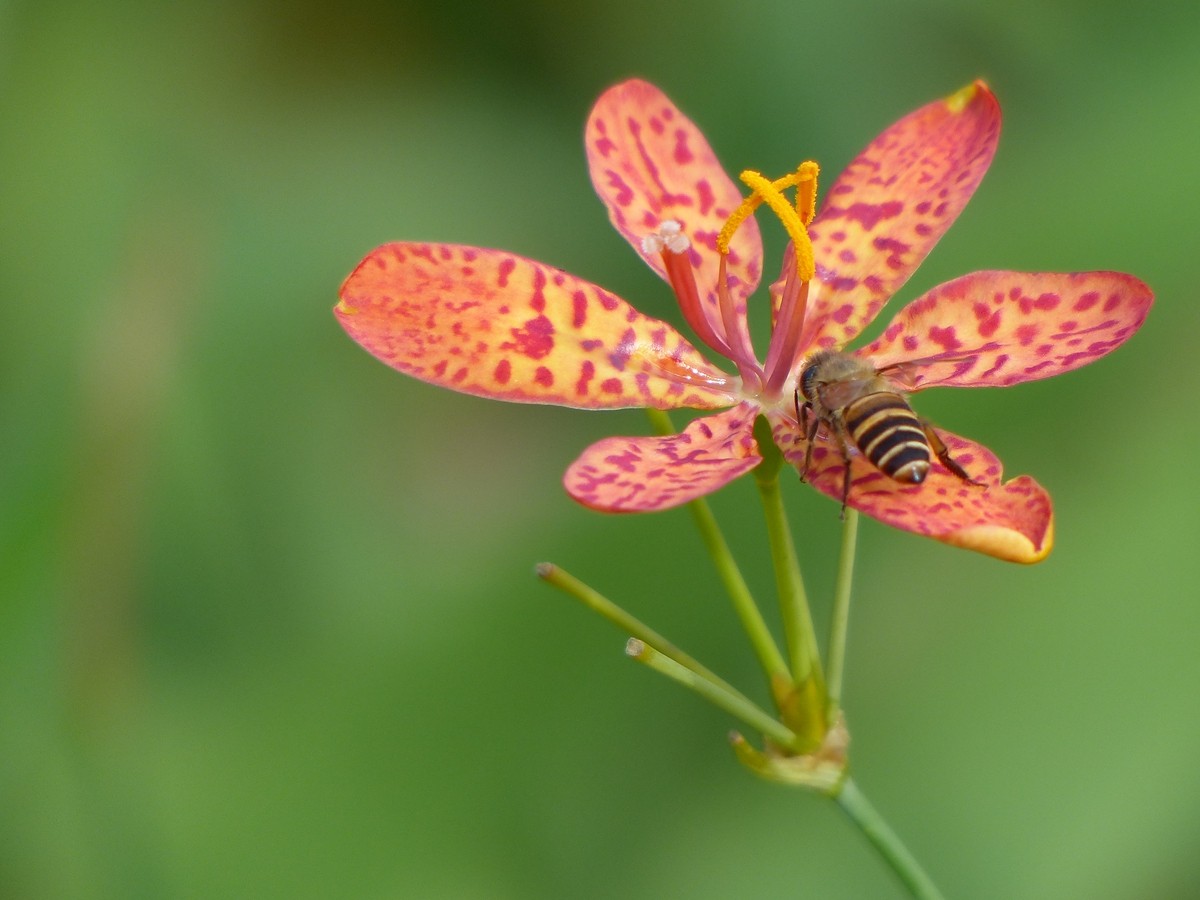 公园里面拍的花，不知道名字的花