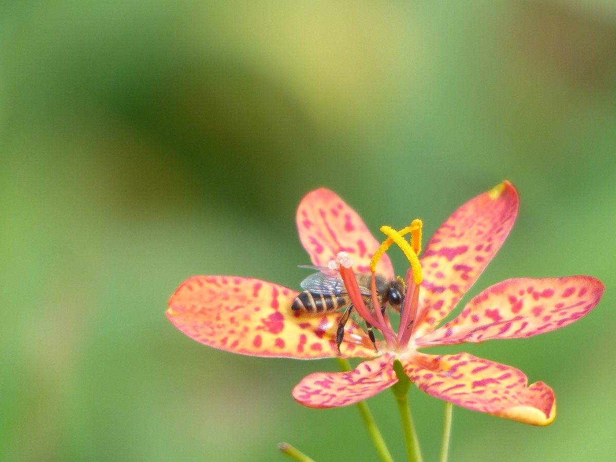 公园里面拍的花，不知道名字的花