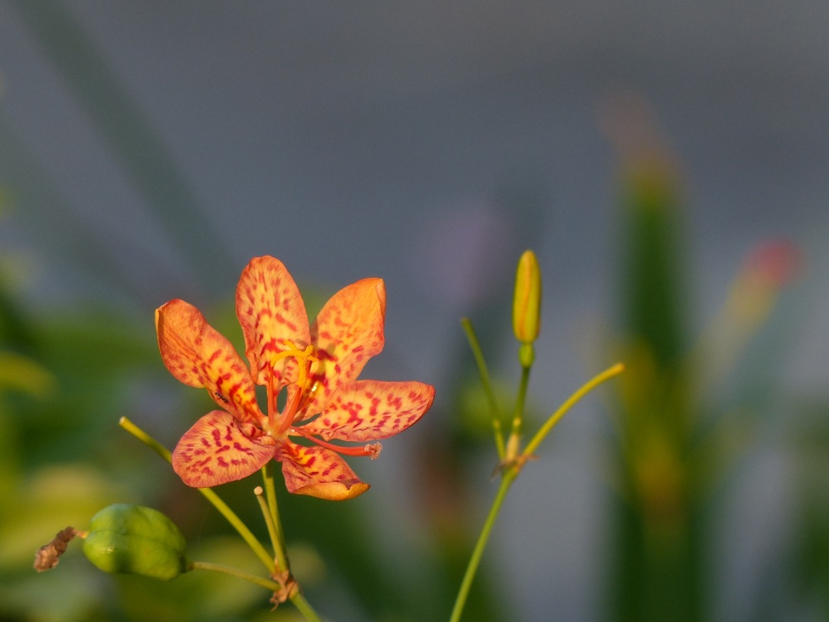 公园里面拍的花，不知道名字的花