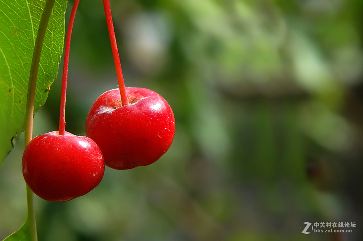 【  海棠果  】
