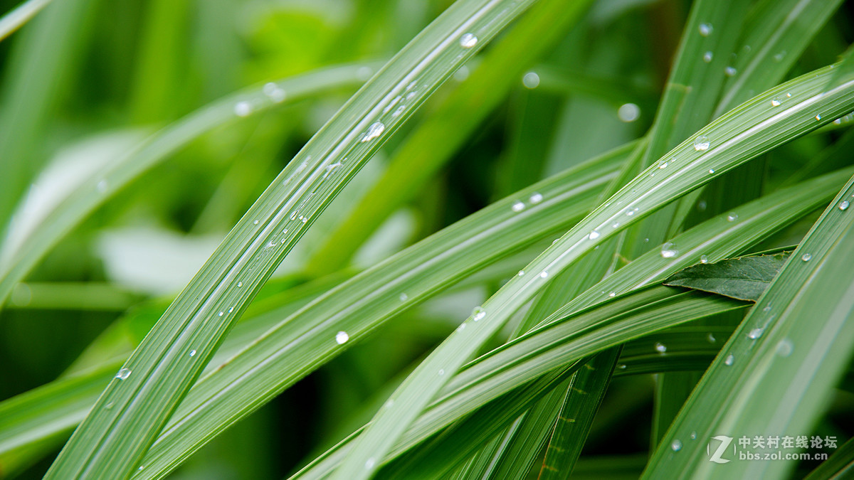 清晨的雨露與陽光賓得k3ii