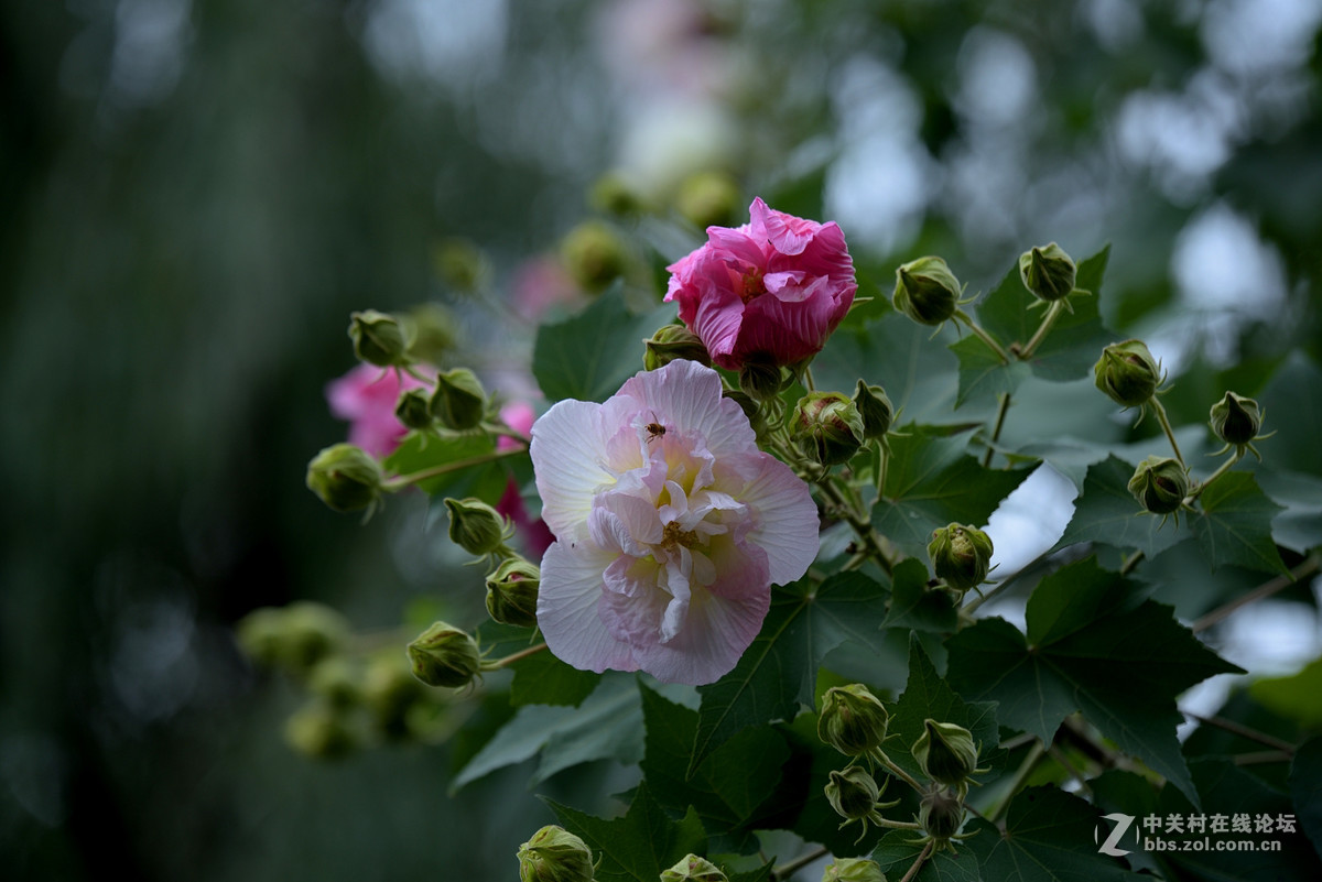 蜂蝶芙蓉