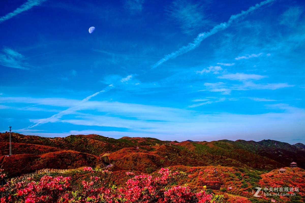 十里杜鹃云和月