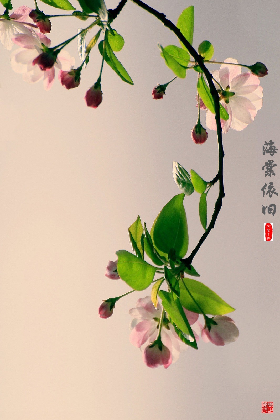 海棠依旧