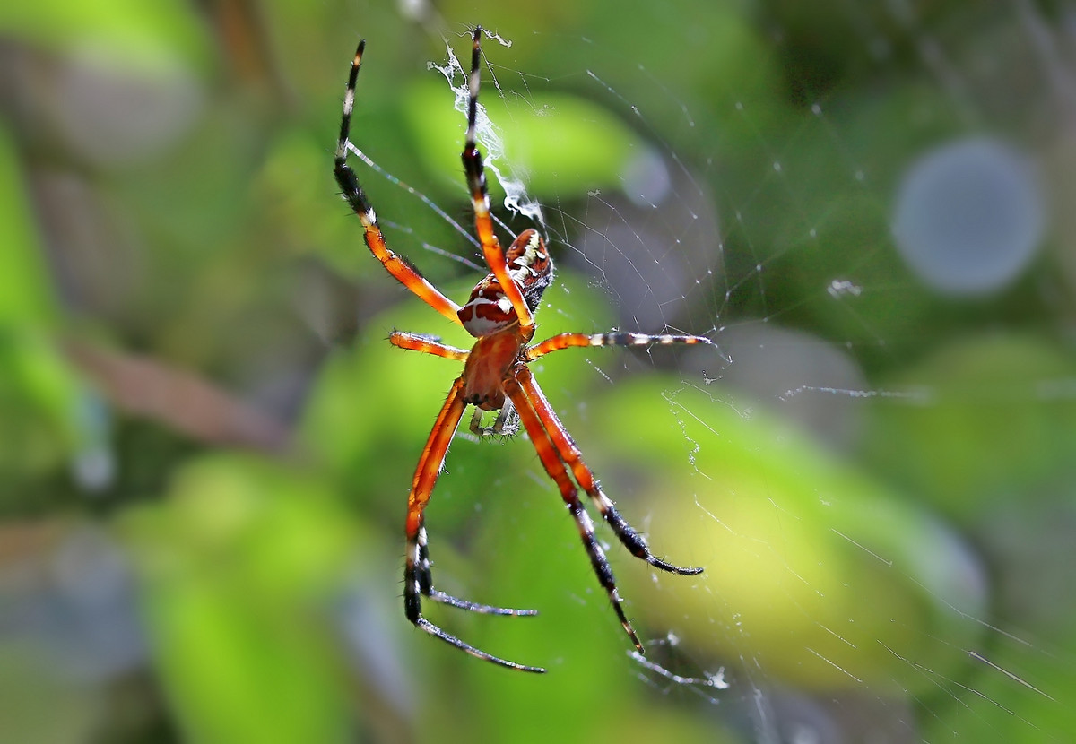 懂外文的悦目金蛛