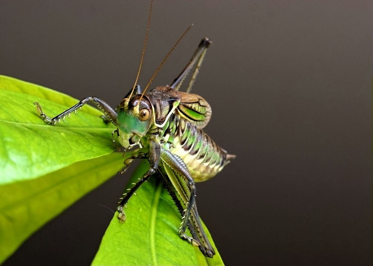 蝈蝈-中关村在线摄影论坛