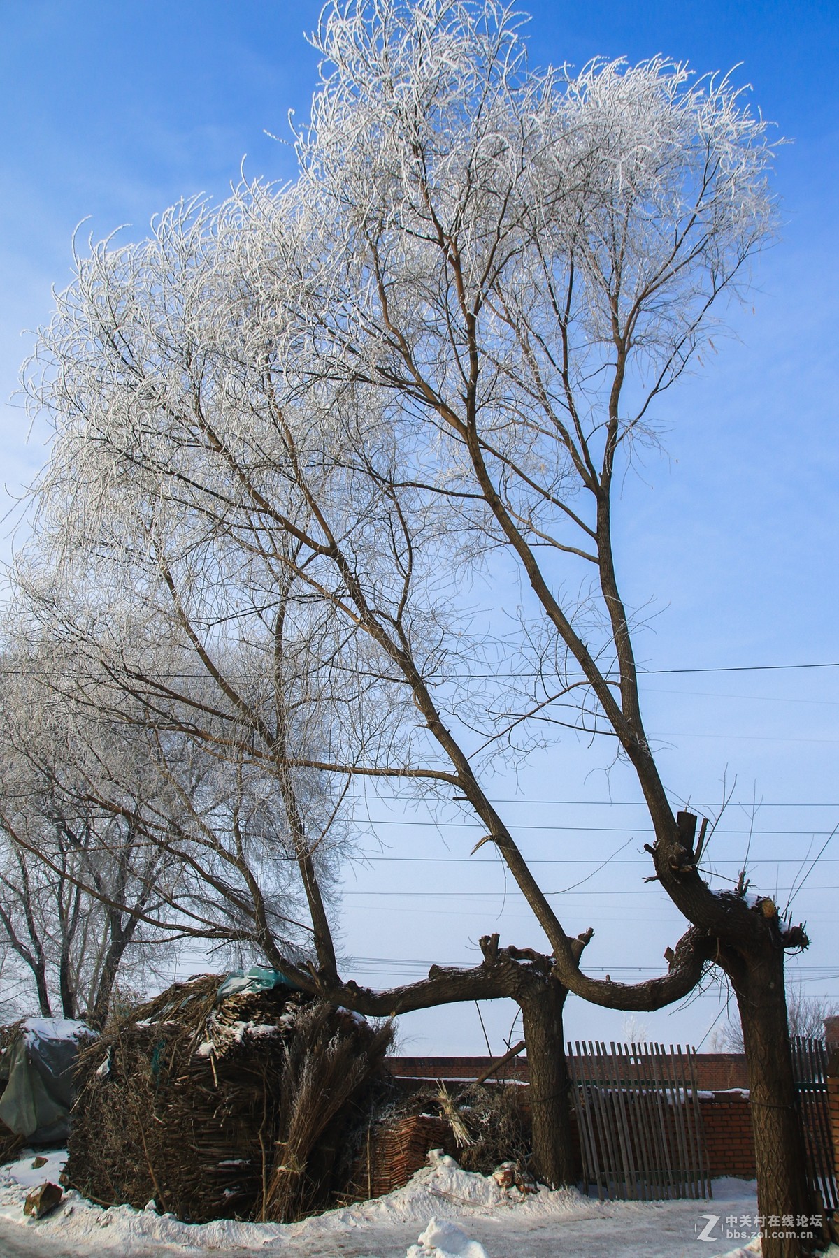 光影榆树冬日闲拍