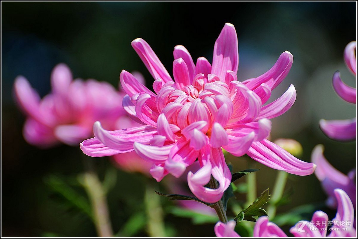 多彩花叶祝摄友们周末快乐