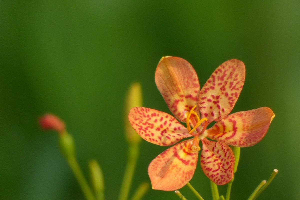 公园里面拍的花，不知道名字的花