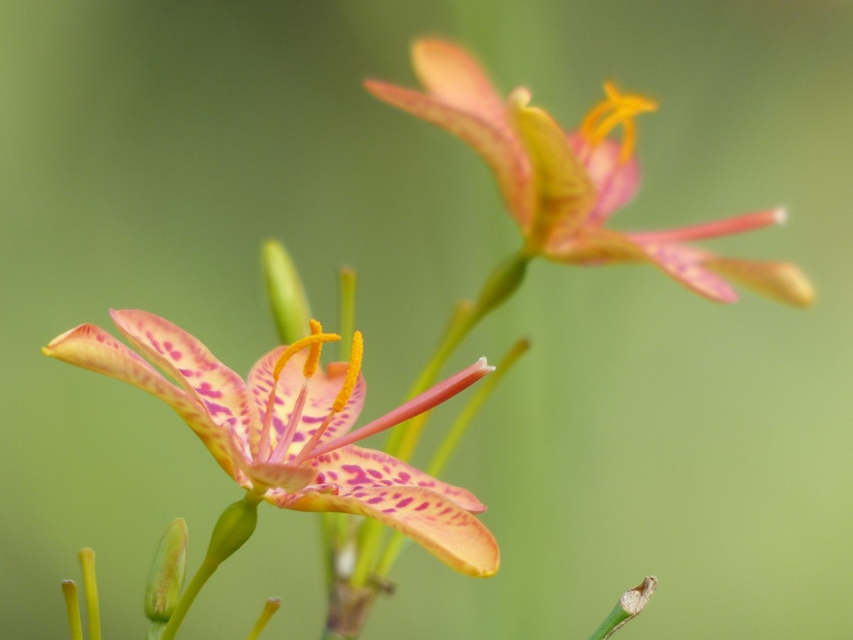 公园里面拍的花，不知道名字的花