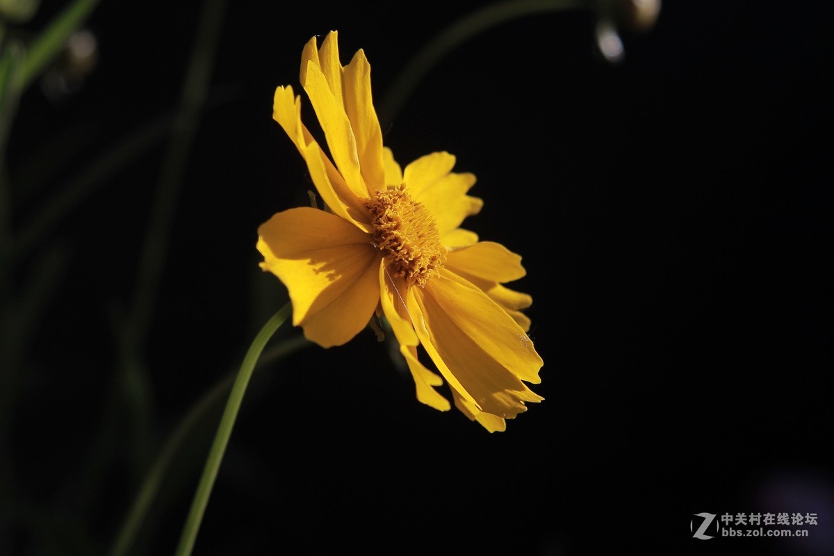 小花
