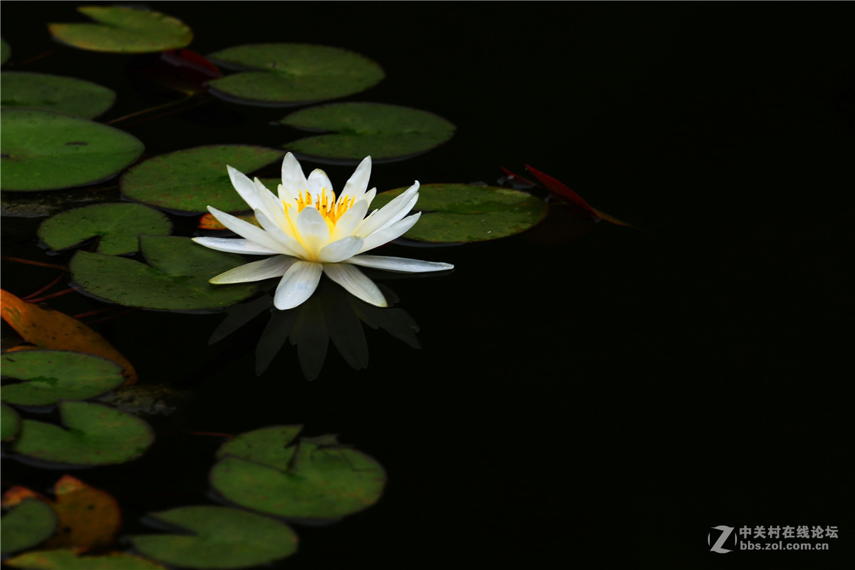莲花2.