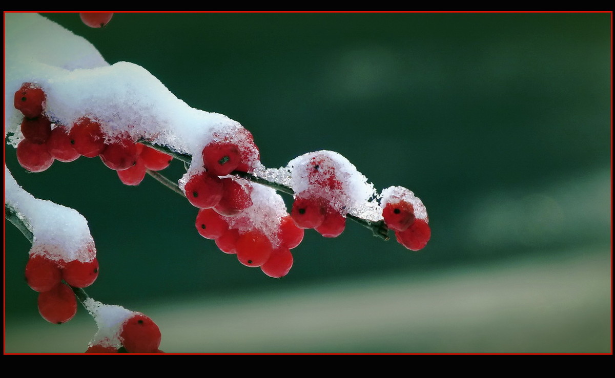 红梅傲雪图片壁纸图片