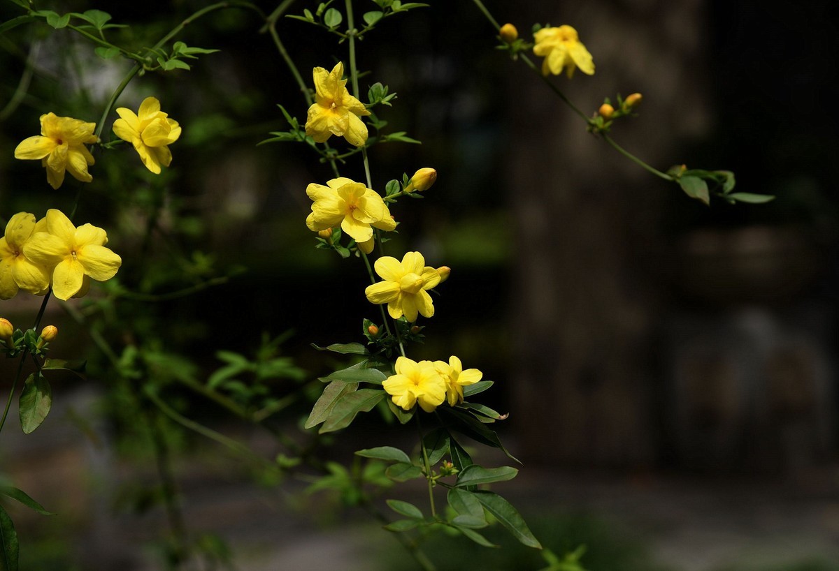 黃花素馨