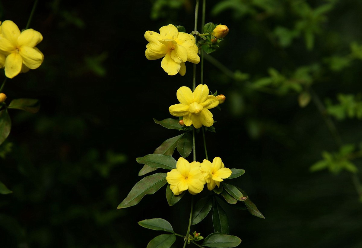 黃花素馨