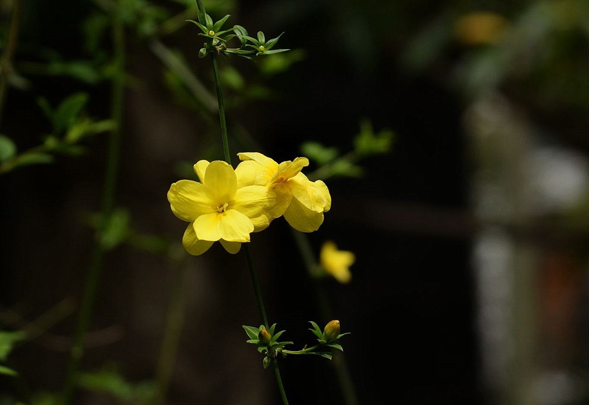 黃花素馨