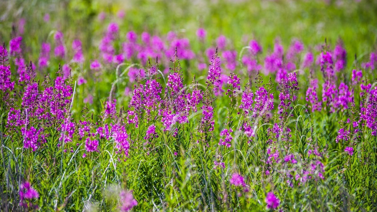 美丽的草原漫山的柳兰花