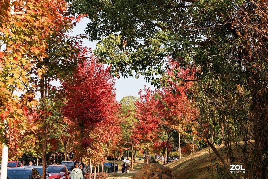 #ZOL月赛晒秋# --望秋