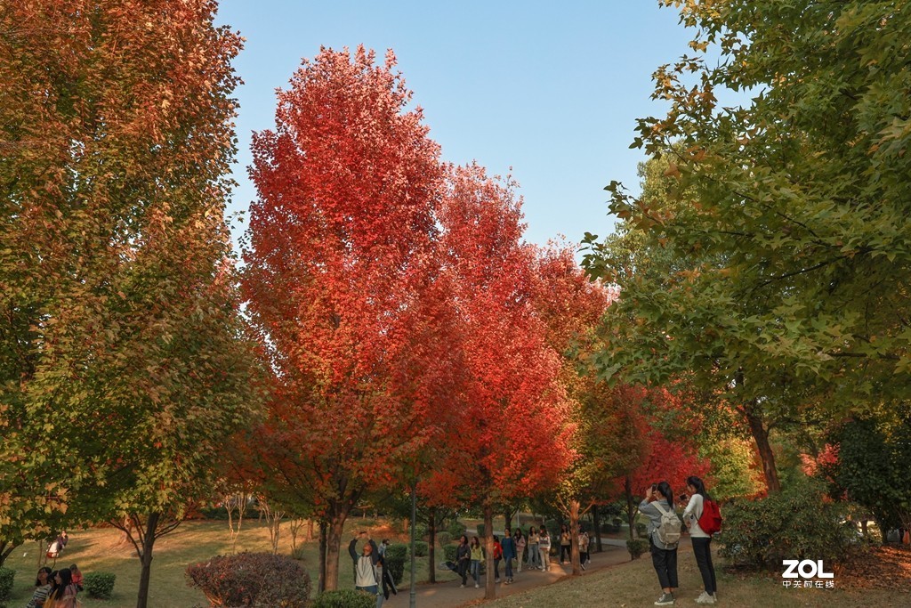 #ZOL月赛晒秋# --望秋