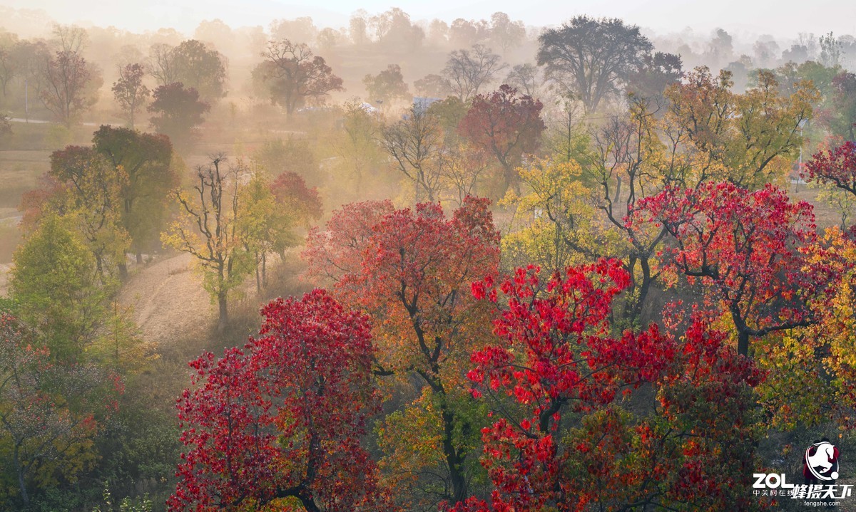 蜂摄天下——大悟乌桕红叶