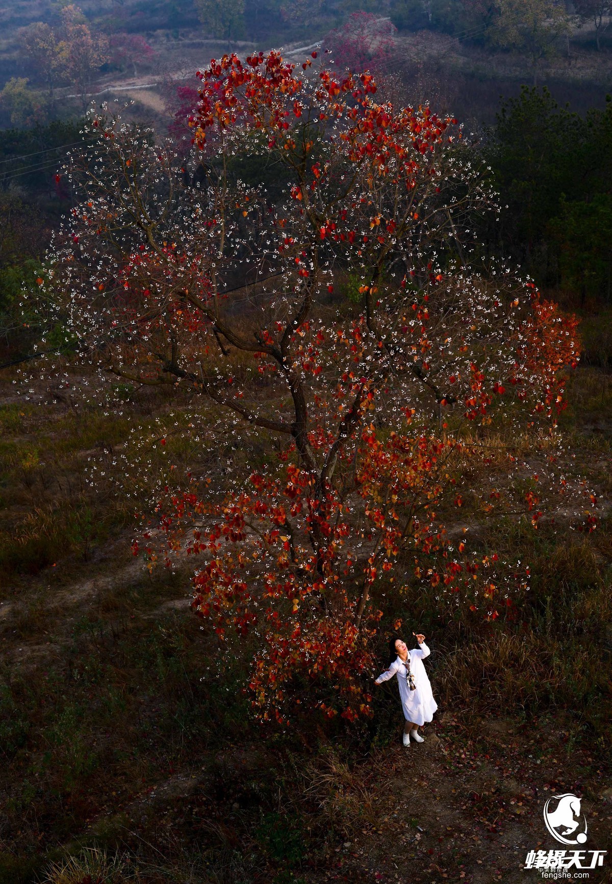 蜂摄天下——大悟乌桕红叶