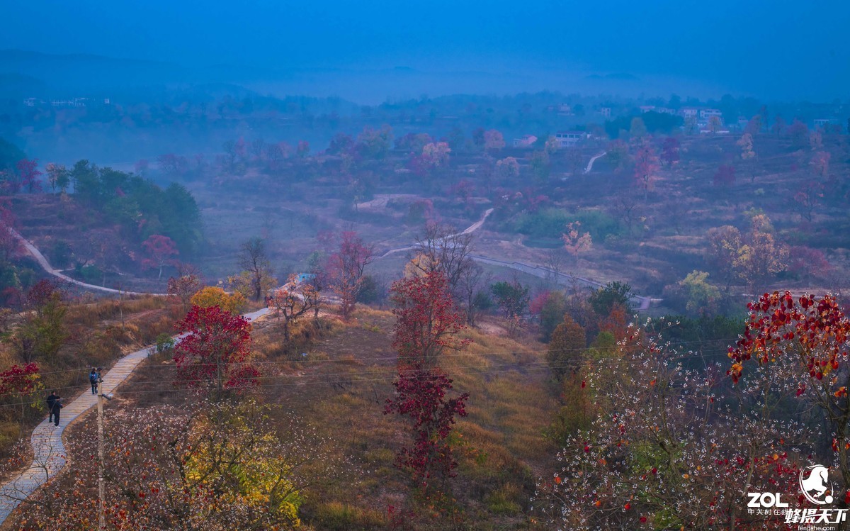 蜂摄天下——大悟乌桕红叶