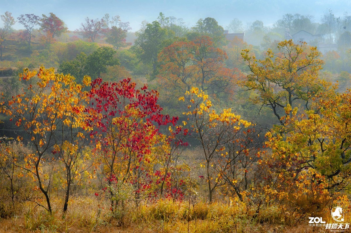 蜂摄天下——大悟乌桕红叶