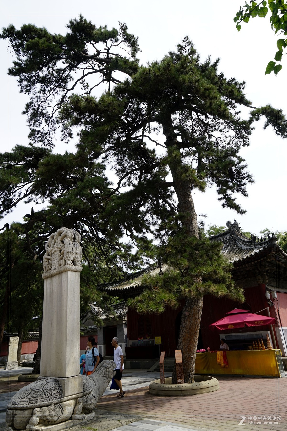 戒台寺——欣赏古树