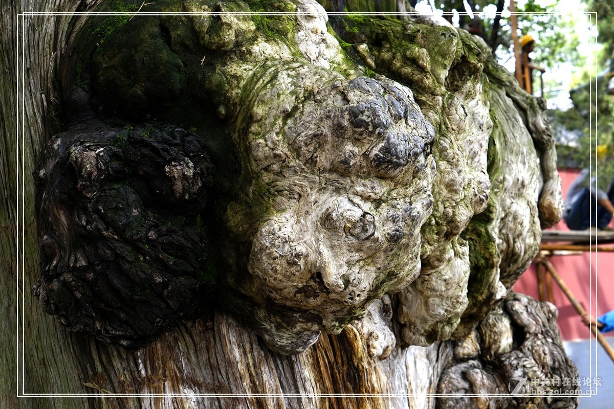 戒台寺——欣赏古树