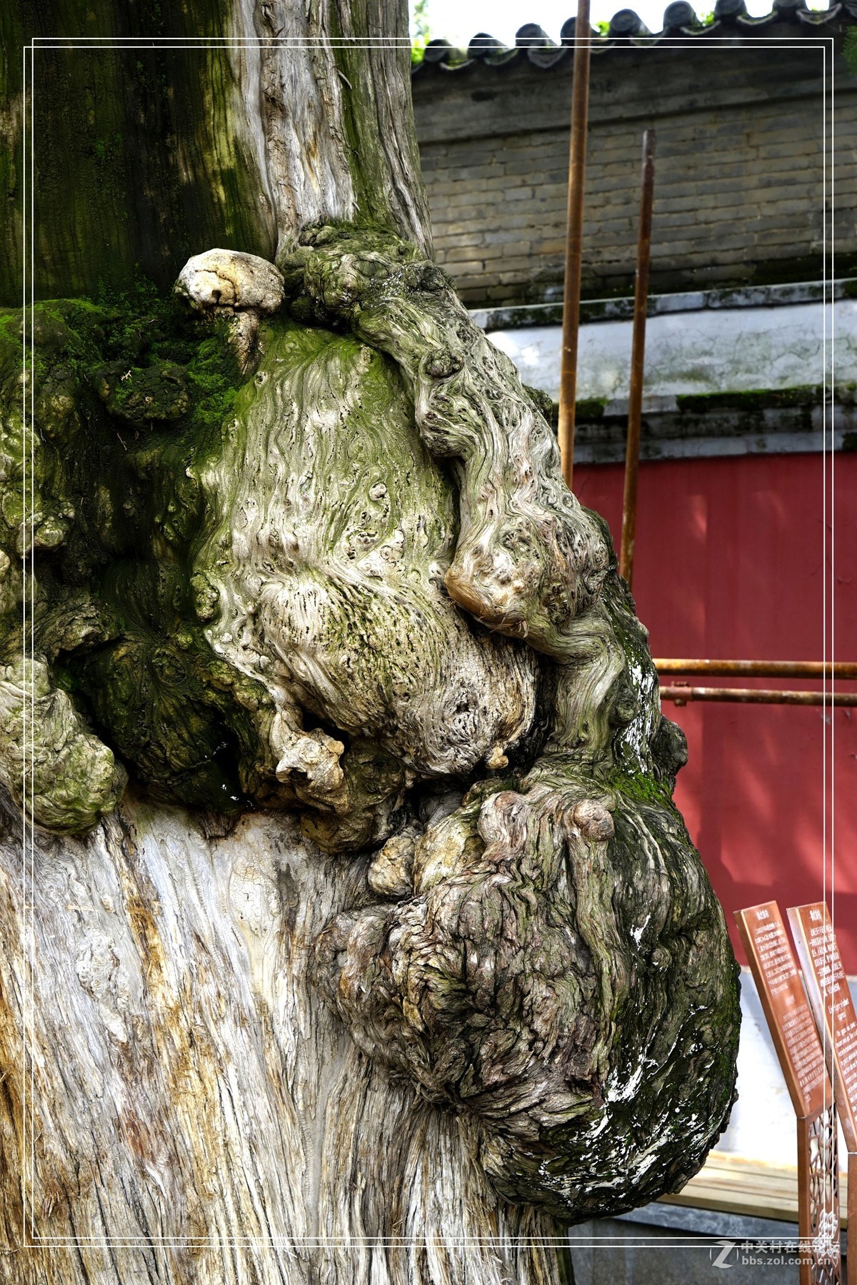 戒台寺——欣赏古树