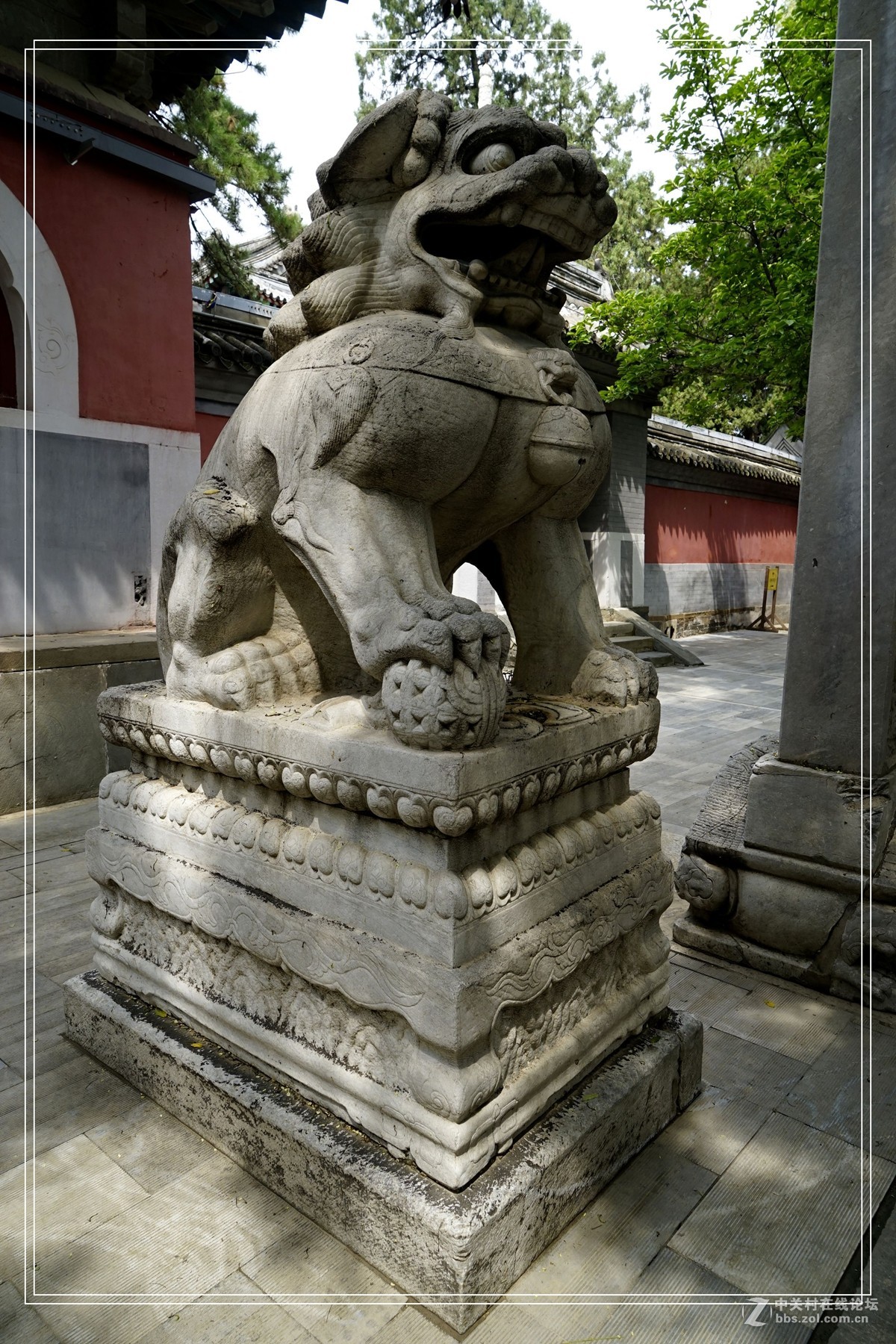 戒台寺——欣赏古树