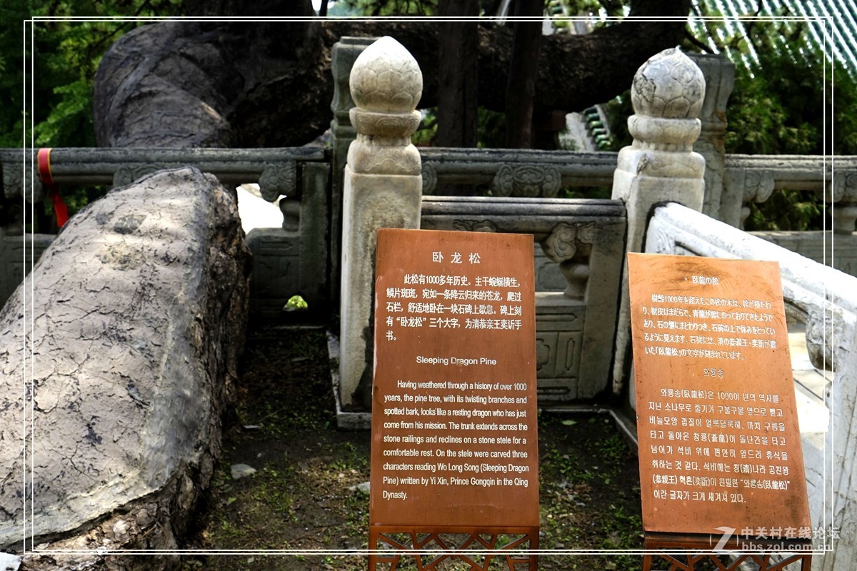 戒台寺——欣赏古树