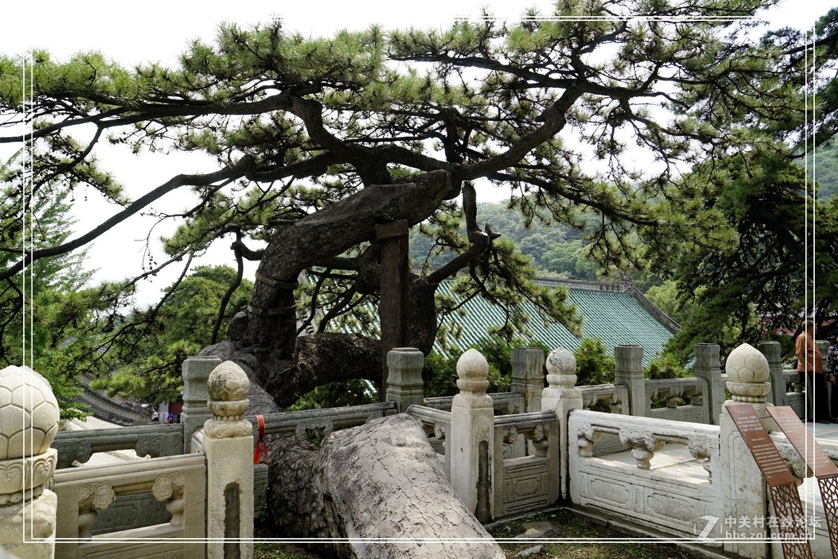 戒台寺——欣赏古树