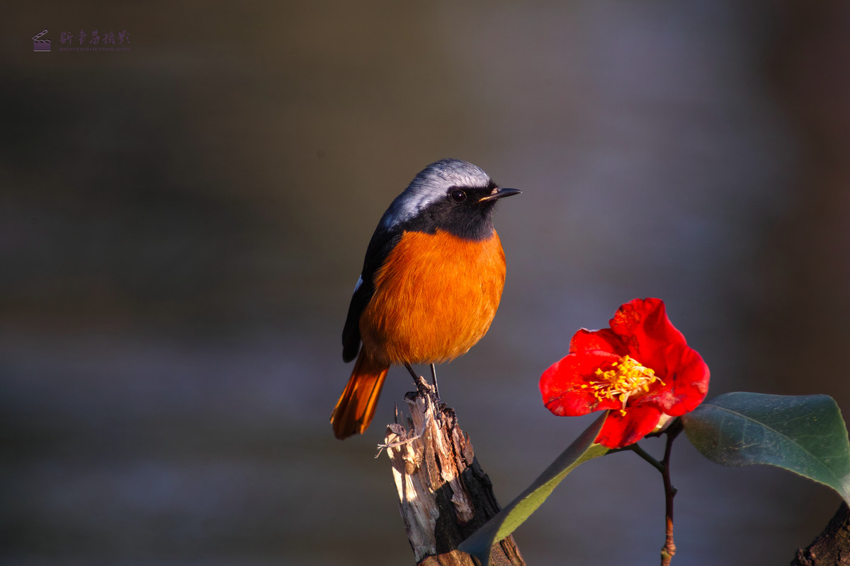 2017年除夕前夕拍鸟北红尾鸲