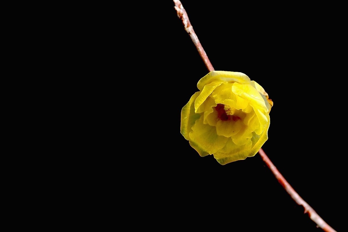 #版主坐堂#小五星空(中国)2018年一月精品荟萃