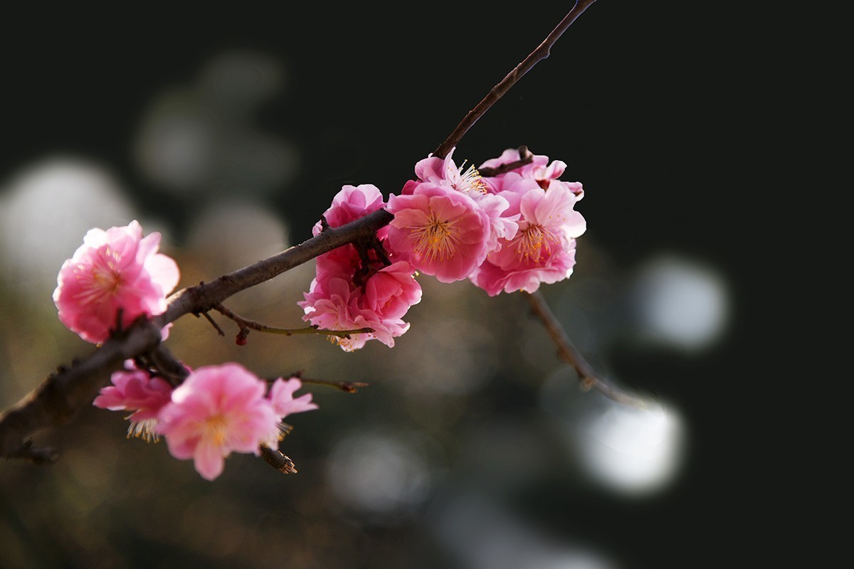 #版主坐堂#小五星空(中国)2018年一月精品荟萃