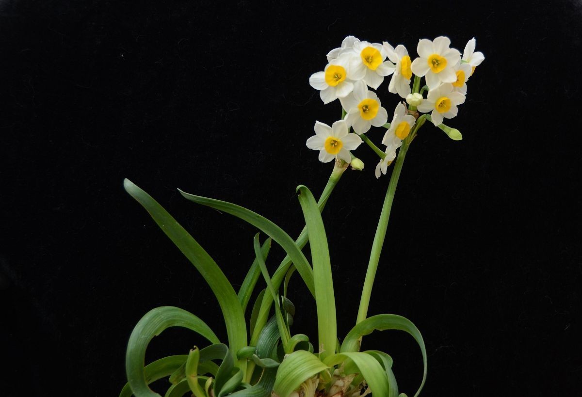 #版主坐堂#小五星空(中国)2018年一月精品荟萃