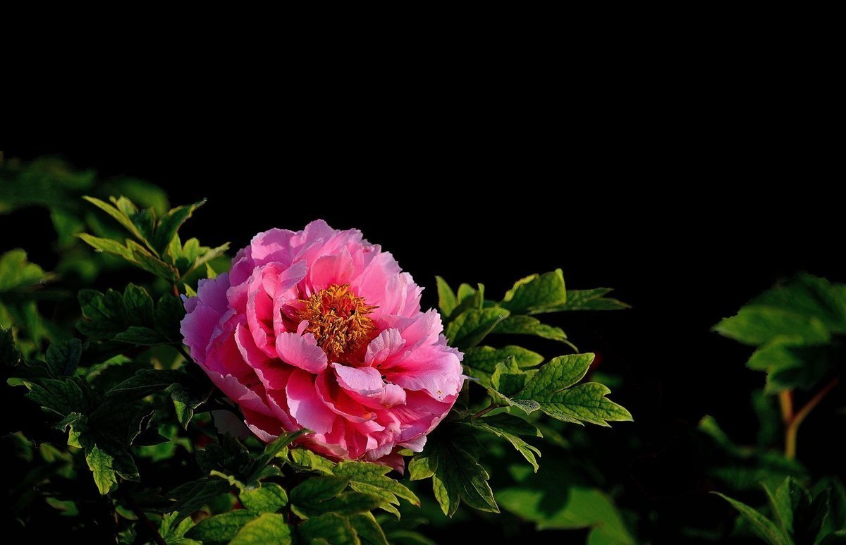 #版主坐堂#小五星空(中国)2018年一月精品荟萃