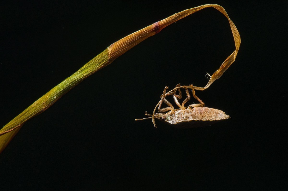 #版主坐堂#小五星空(中国)2018年一月精品荟萃