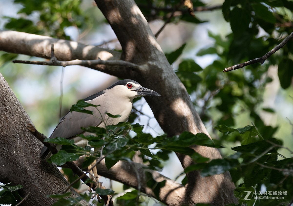 动物园拍鸟(佳能2倍III代增倍镜拍摄）