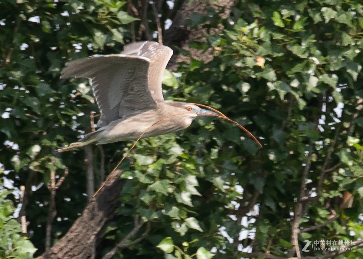 动物园拍鸟(佳能2倍III代增倍镜拍摄）